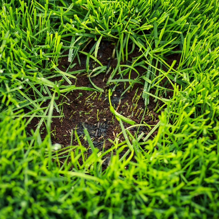 Lawn Care in Greenfield, IN