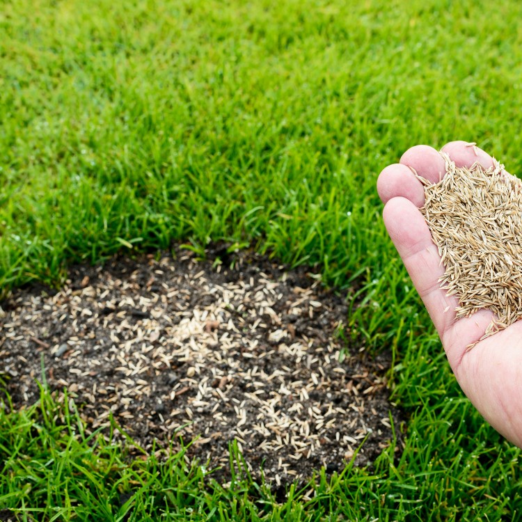 Lawn Care in Greenfield, IN